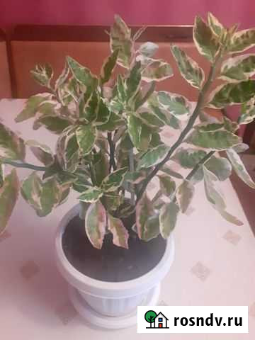 Цветок Педилантус Прохладный - изображение 1