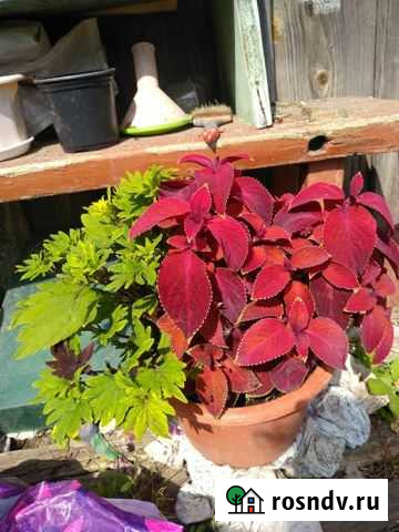 Растения Ижевск - изображение 1