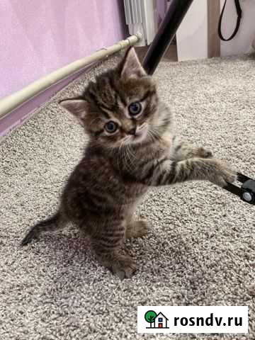 Котенок Городец - изображение 1