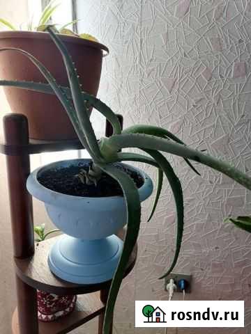 Алоэ Норильск - изображение 1