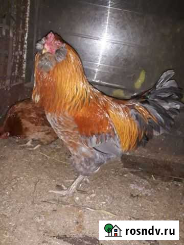 Петушок амераукан Болохово - изображение 1