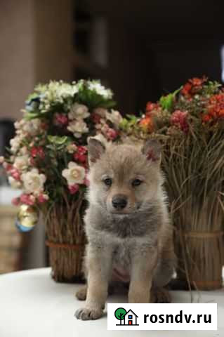 Чехословацкий влчак щенок Щёлково - изображение 1