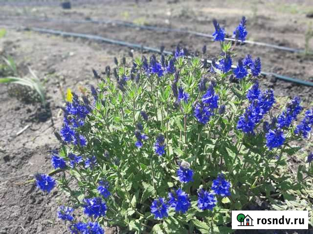 Вероника Альпийская Сочи - изображение 1
