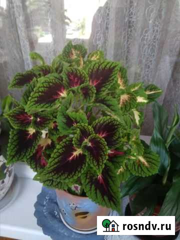 Комнатные цветы Брянск - изображение 1