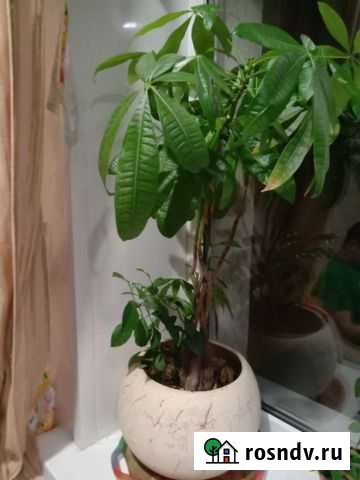 Комнатные растения цветы Белгород - изображение 1