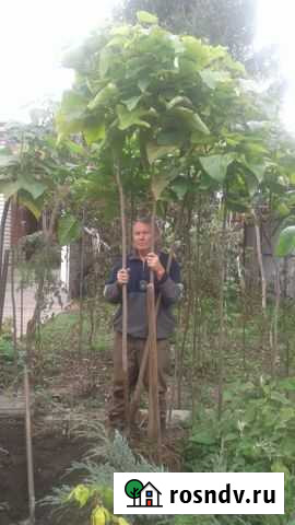 Катальпа декоративное дерево Казанская - изображение 1