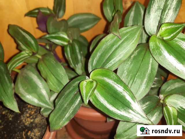 Традесканция Норильск - изображение 1