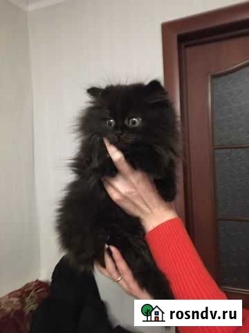 Котик Острогожск - изображение 1