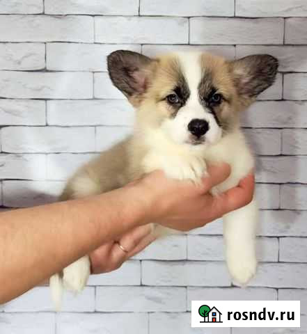 Внуки чемпиона Мира Екатеринбург - изображение 1