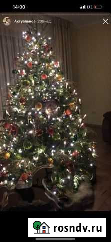 Ель Сочи - изображение 1