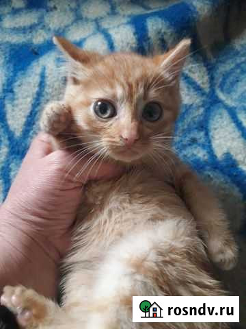 Красивые котята,отказники Судак - изображение 1