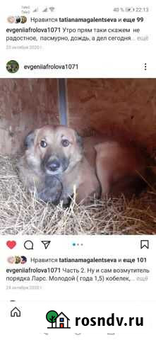 Обычный парень который попал в беду. Ищет дом Новомосковск - изображение 1