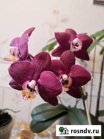 Орхидея фаленопсис Петропавловск-Камчатский - изображение 1