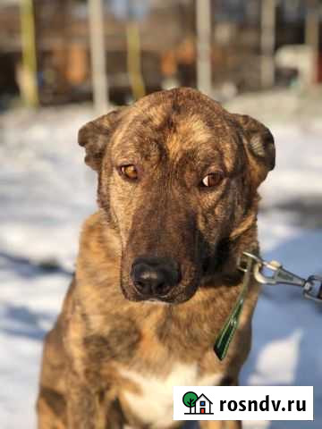 Собака в добрые руки Чехов - изображение 1