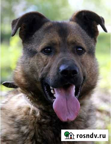 Бруно Одинцово - изображение 1