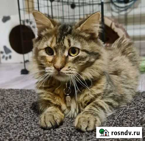 Котёнок Веста в добрые руки надёжных хозяев Россошь - изображение 1