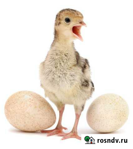 Инкуб-е яйцо сезон 2022 несушки индюки ит.д Европа Калининград - изображение 1