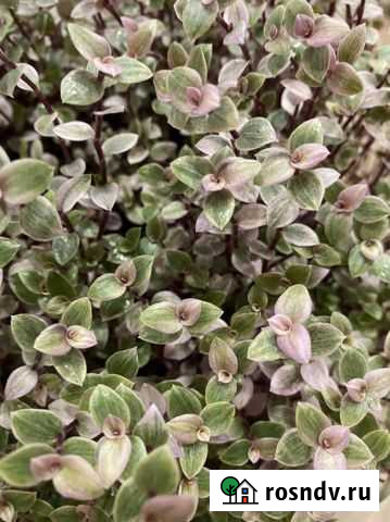 Каллизия розовая пантера Курск - изображение 1