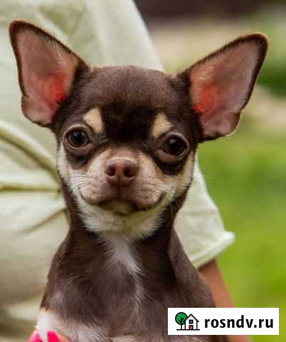 Чихуахуа Абакан - изображение 1