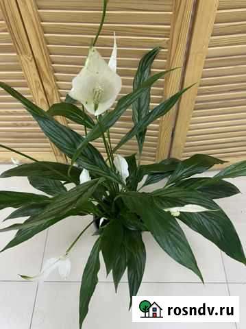 Спатифиллум Сильвер Купидо Владимир - изображение 1