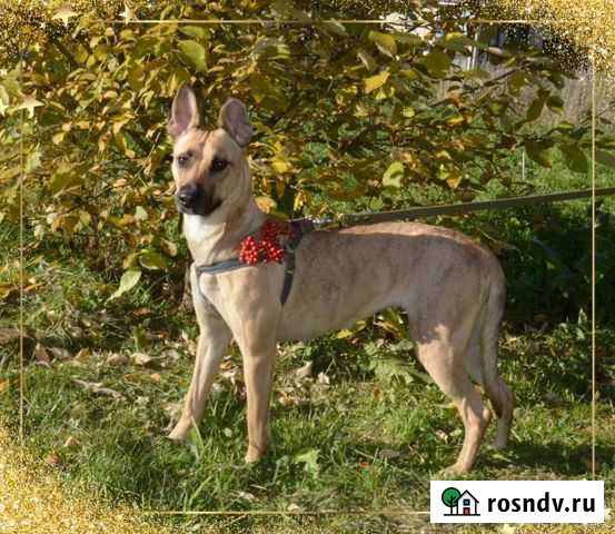 Небольшая стерилизованая собачка в дом или квартир Иваново - изображение 1