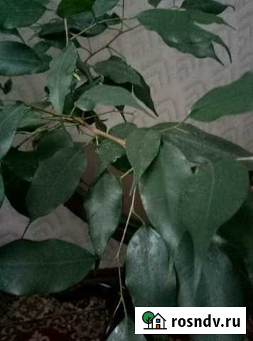 Фикус Старый Оскол - изображение 1