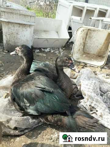 Индоутки(тяжелой линии).Изумрудные Ханская - изображение 1