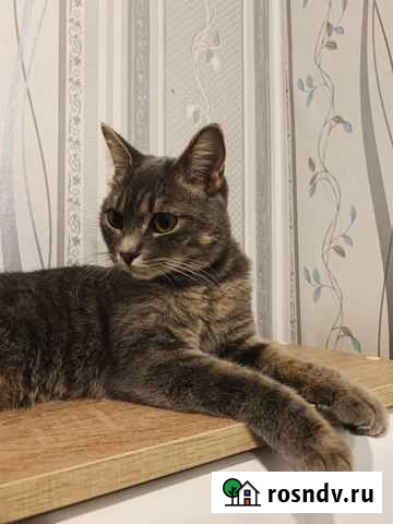 Кошечка Саяногорск - изображение 1