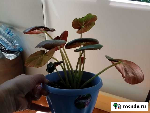 Комнатные растения Обмен Новосибирск - изображение 1