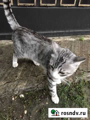 Отдам кота в добрые руки Хасавюрт - изображение 1