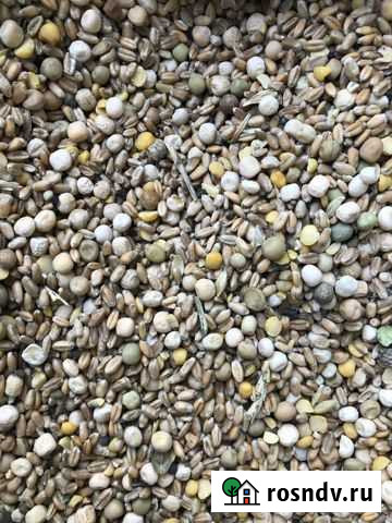 Горох/пшеница Ковылкино - изображение 1