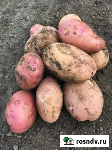 Картофель домашний Березовский - изображение 1