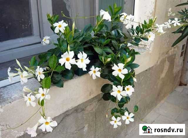 Дипладения Гибискус Олеандр Владикавказ - изображение 1