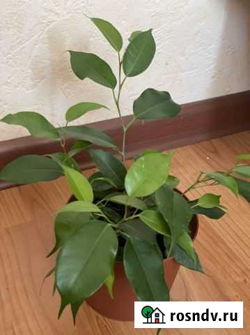 Фикусы Киров - изображение 1