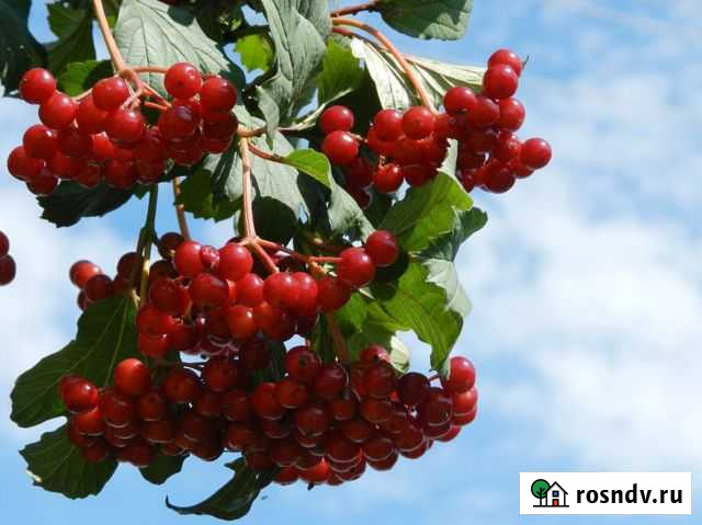 Саженцы Калина Махачкала - изображение 1