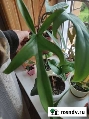 Филодендрон Новосибирск - изображение 1