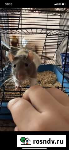 Отдам крыс бесплатно Саратов - изображение 1