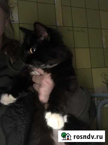 Кошка Киров - изображение 1