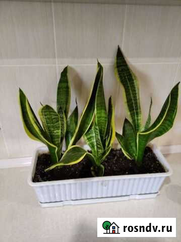 Сансевиерия сортовая Армавир - изображение 1