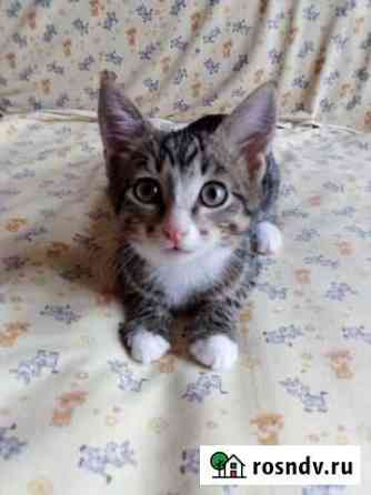 Котенок мальчик Тверь