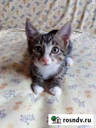 Котенок мальчик Тверь - изображение 1