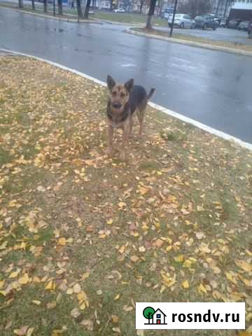 Собака в добрые руки Ижевск - изображение 1