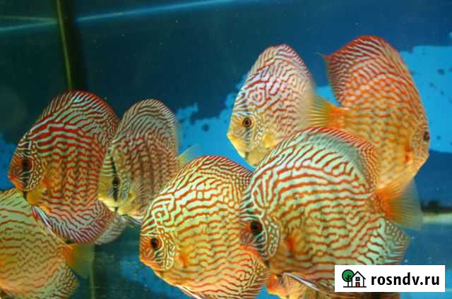 Дискусы Тула - изображение 1