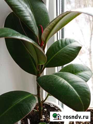 Фикус каучуконосный Петрозаводск - изображение 1