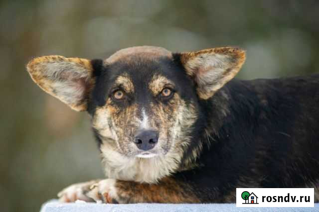 Вельш-корги кардиган. Подростки и маленькие щенки Петушки - изображение 1