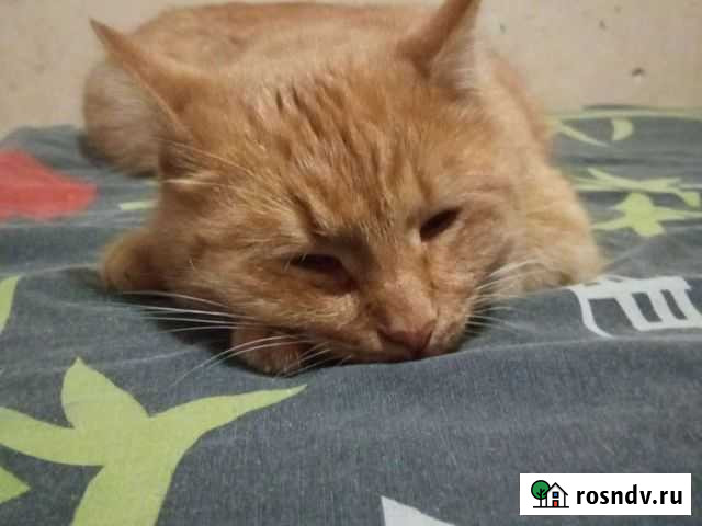 Найденыш Рыжик Астрахань - изображение 1