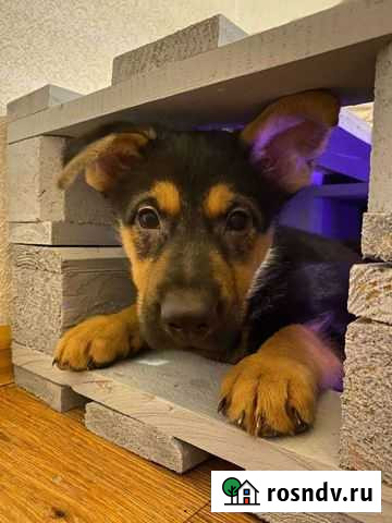 Немецкая овчарка бесплатно Красноярск - изображение 1