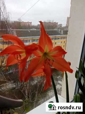 Гиппиаструм Псков - изображение 1