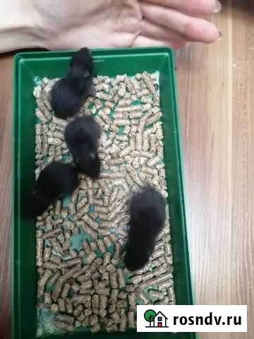 Хомяк Алексеевка - изображение 1