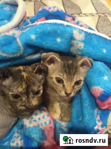 Кошка сфинкс Высокая Гора - изображение 1